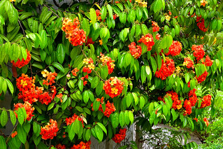 Kuala Lumpur Orchid Garden (Philip Wood Photography)