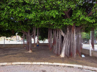 Raices verticales. (J.G.Sansano)