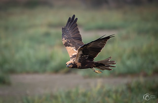 Aguilucho Lagunero (Pedro Gonzalez Aurrekoetxea)