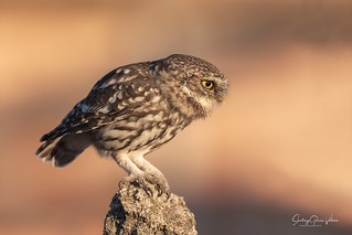 Mochuelo europeo / Little Owl (Athene noctua) (Santiago GV)
