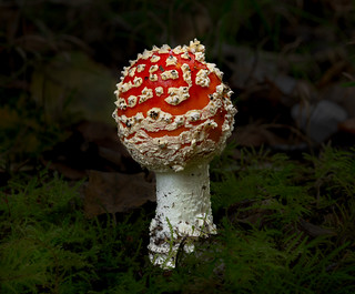 Amanita Muscaria (Ger1969)