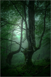 Parque-Natural-de-Gorbeia (Fermin Ezcurdia)