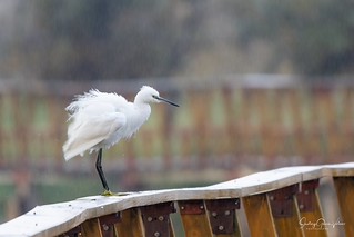 Garceta com&uacute;n / Little Egret (Egretta garzetta) (Santiago GV)