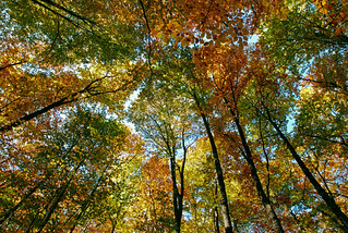 Colors de tardor. (josepponsibusquet.)