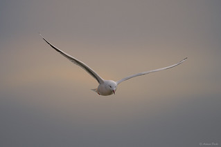 Gaviota de Audouin (Antonio Puche)