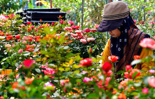 Soon Cheong Farm, Cameron Highlands, Malaysia. (Philip Wood Photography)