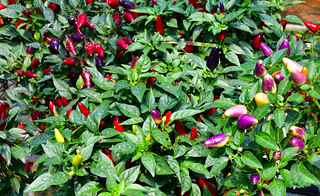 Soon Cheong Farm, Cameron Highlands, Malaysia. (Philip Wood Photography)