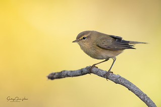 Mosquitero com&uacute;n / Common Chiffchaff (Phylloscopus collybita) (Santiago GV)