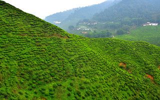 Cameron Valley Tea Plantation, Malaysia. (Philip Wood Photography)