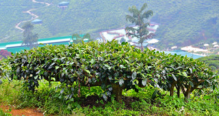 Cameron Valley Tea Plantation, Malaysia. (Philip Wood Photography)