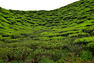 Cameron Valley Tea Plantation, Malaysia. (Philip Wood Photography)