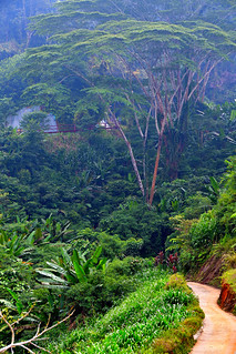Cameron Valley Tea Plantation, Malaysia. (Philip Wood Photography)