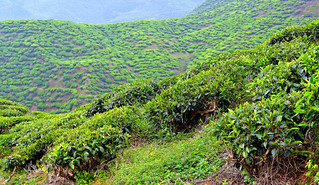 Cameron Valley Tea Plantation, Malaysia. (Philip Wood Photography)