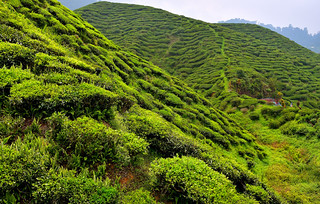 Cameron Valley Tea Plantation, Malaysia. (Philip Wood Photography)