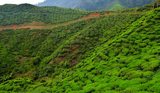 Cameron Valley Tea Plantation, Malaysia. (Philip Wood Photography)