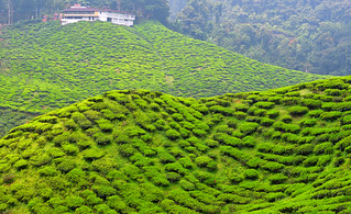 Cameron Valley Tea Plantation, Malaysia. (Philip Wood Photography)