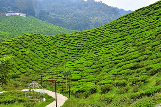 Cameron Valley Tea Plantation, Malaysia. (Philip Wood Photography)