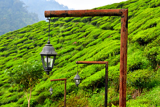 Cameron Valley Tea Plantation, Malaysia. (Philip Wood Photography)