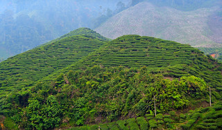 Cameron Valley Tea Plantation, Malaysia. (Philip Wood Photography)