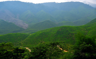 Cameron Valley Tea Plantation, Malaysia. (Philip Wood Photography)