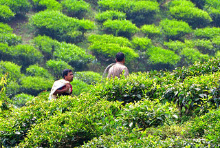 Cameron Valley Tea Plantation, Malaysia. (Philip Wood Photography)