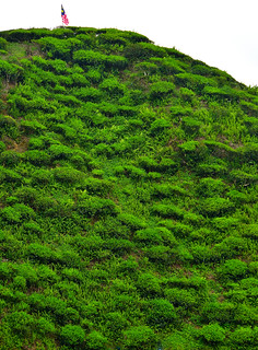 Cameron Valley Tea Plantation, Malaysia. (Philip Wood Photography)