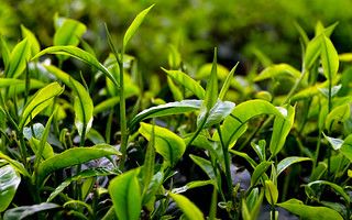 Cameron Valley Tea Plantation, Malaysia. (Philip Wood Photography)