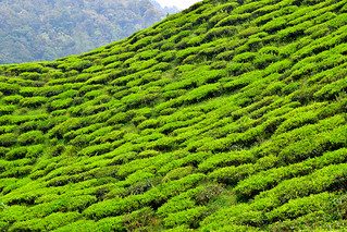 Cameron Valley Tea Plantation, Malaysia. (Philip Wood Photography)