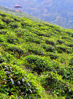 Cameron Valley Tea Plantation, Malaysia. (Philip Wood Photography)