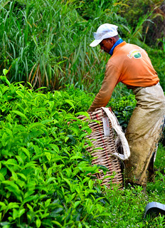 Cameron Valley Tea Plantation, Malaysia. (Philip Wood Photography)