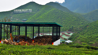 Cameron Valley Tea Plantation, Malaysia. (Philip Wood Photography)