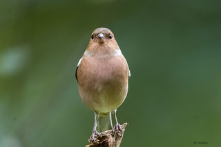 La hembra (Manuel C G)