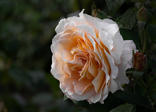 Rosa de Jard&iacute;n (Ger1969)