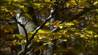 Era bona hora sota els arbres (fotopsia.cat)