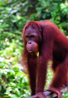 Sandakan, Sabah, Malaysia. (Philip Wood Photography)