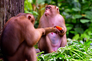 Sandakan, Sabah, Malaysia. (Philip Wood Photography)