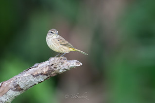 Palm Warbler (veltrahez)