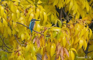 Mart&iacute;n pescador (Alcedo atthis) KINGFISHER (Fernando Dom&iacute;nguez Magar&iacute;n)