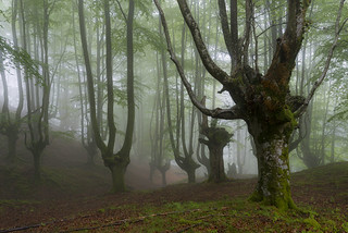 El hayedo (Javi Diez Porras)