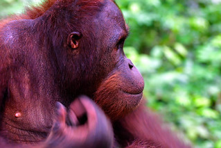 Sandakan, Sabah, Malaysia. (Philip Wood Photography)