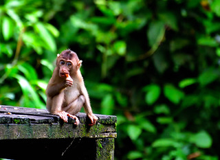 Sandakan, Sabah, Malaysia. (Philip Wood Photography)