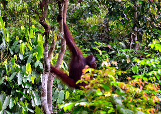 Sandakan, Sabah, Malaysia. (Philip Wood Photography)