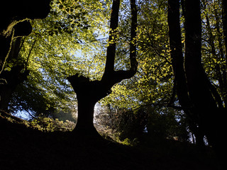  (Amataki)