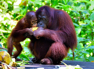 Sandakan, Sabah, Borneo, Malaysia. (Philip Wood Photography)