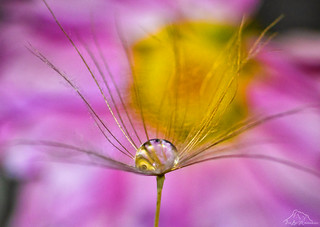 La gota (Jose_Luis_Gonzalez)