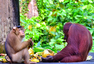 Sandakan, Sabah, Borneo, Malaysia. (Philip Wood Photography)