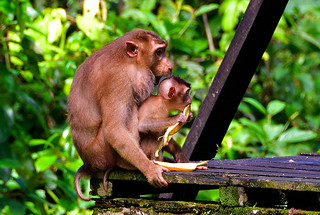 Sandakan, Sabah, Borneo, Malaysia. (Philip Wood Photography)