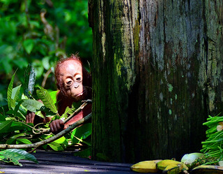 Pusat Pemuliharaan Orang Utan Sepilok (Philip Wood Photography)