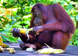 Sandakan, Sabah, Borneo, Malaysia. (Philip Wood Photography)