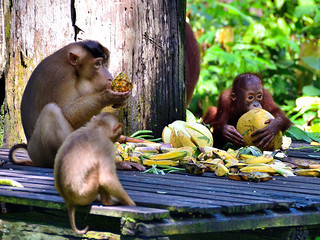 Sandakan, Sabah, Borneo, Malaysia. (Philip Wood Photography)